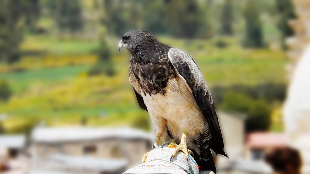 a large bird perched on top of a persons hand