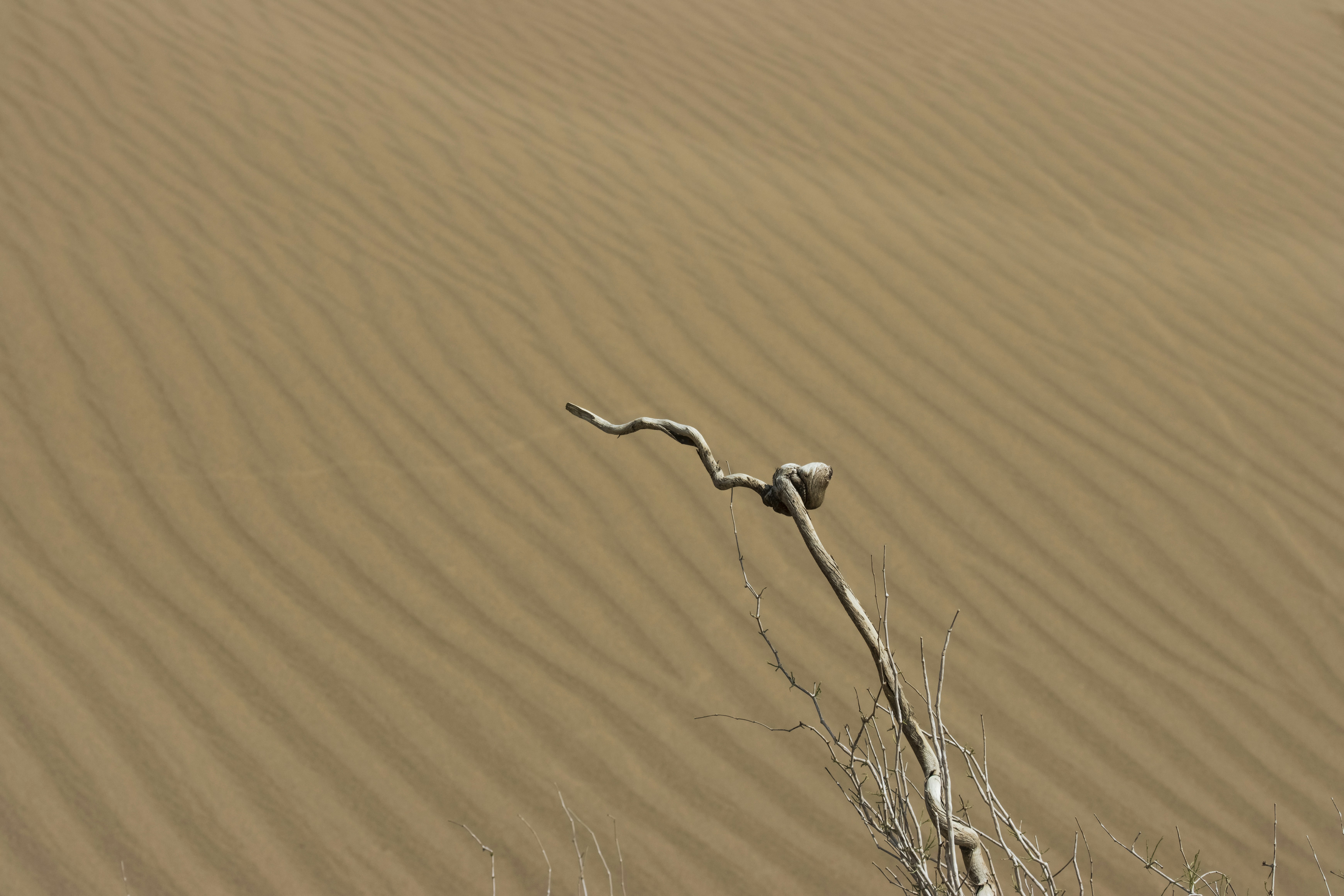 a tree branch [UNK] out of the [UNK]