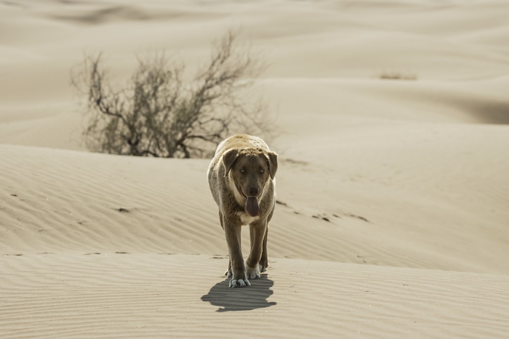 a dog is walking in the sand dunes