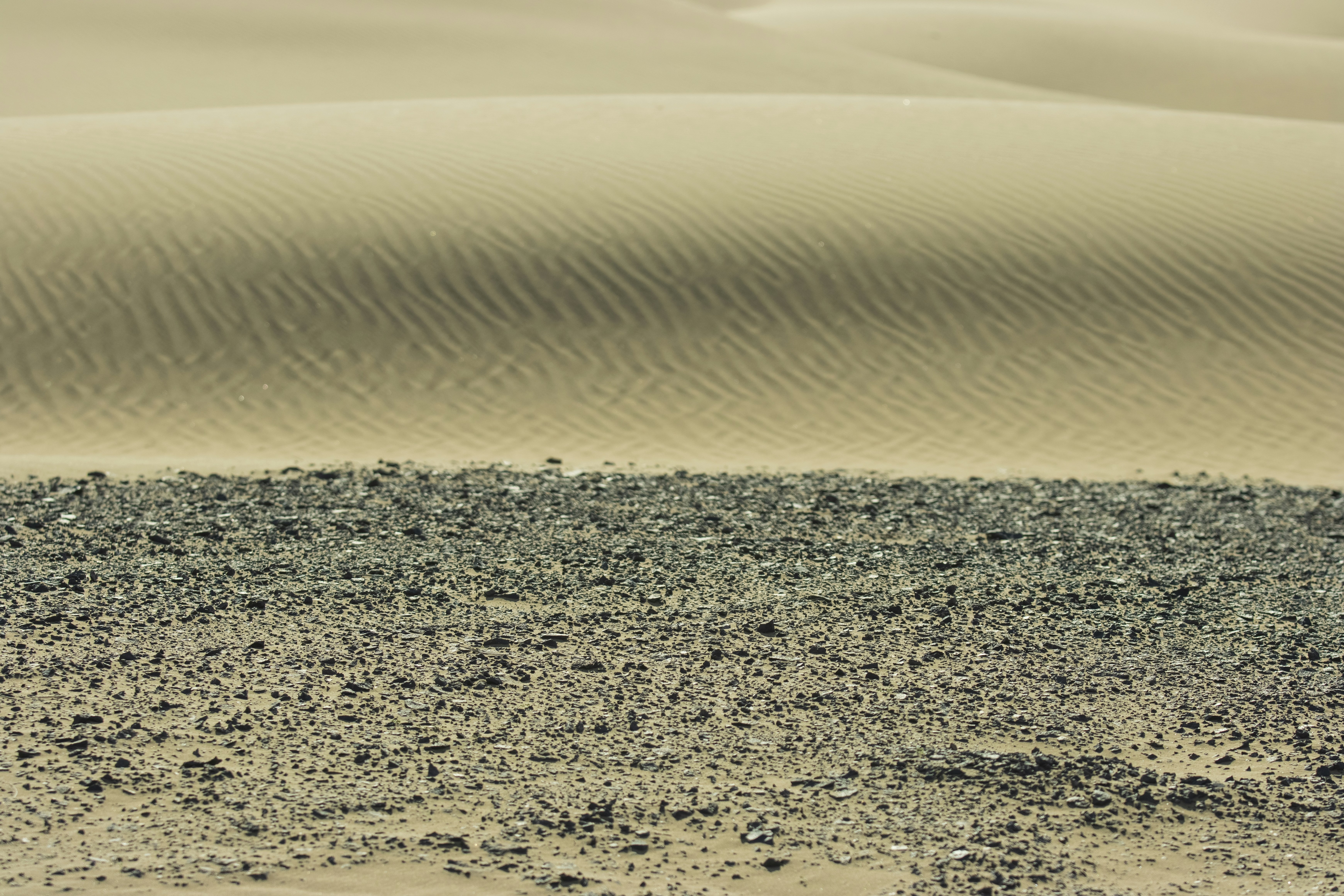 a lone bird standing in the middle of a desert