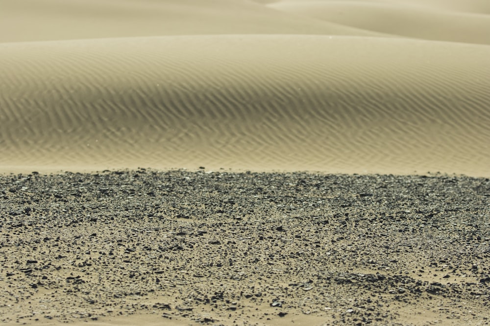 a lone bird standing in the middle of a desert