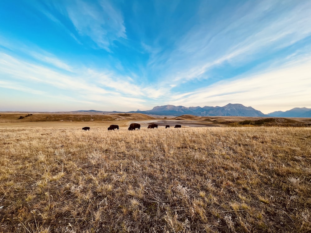 a herd of animals walking across a dry grass field