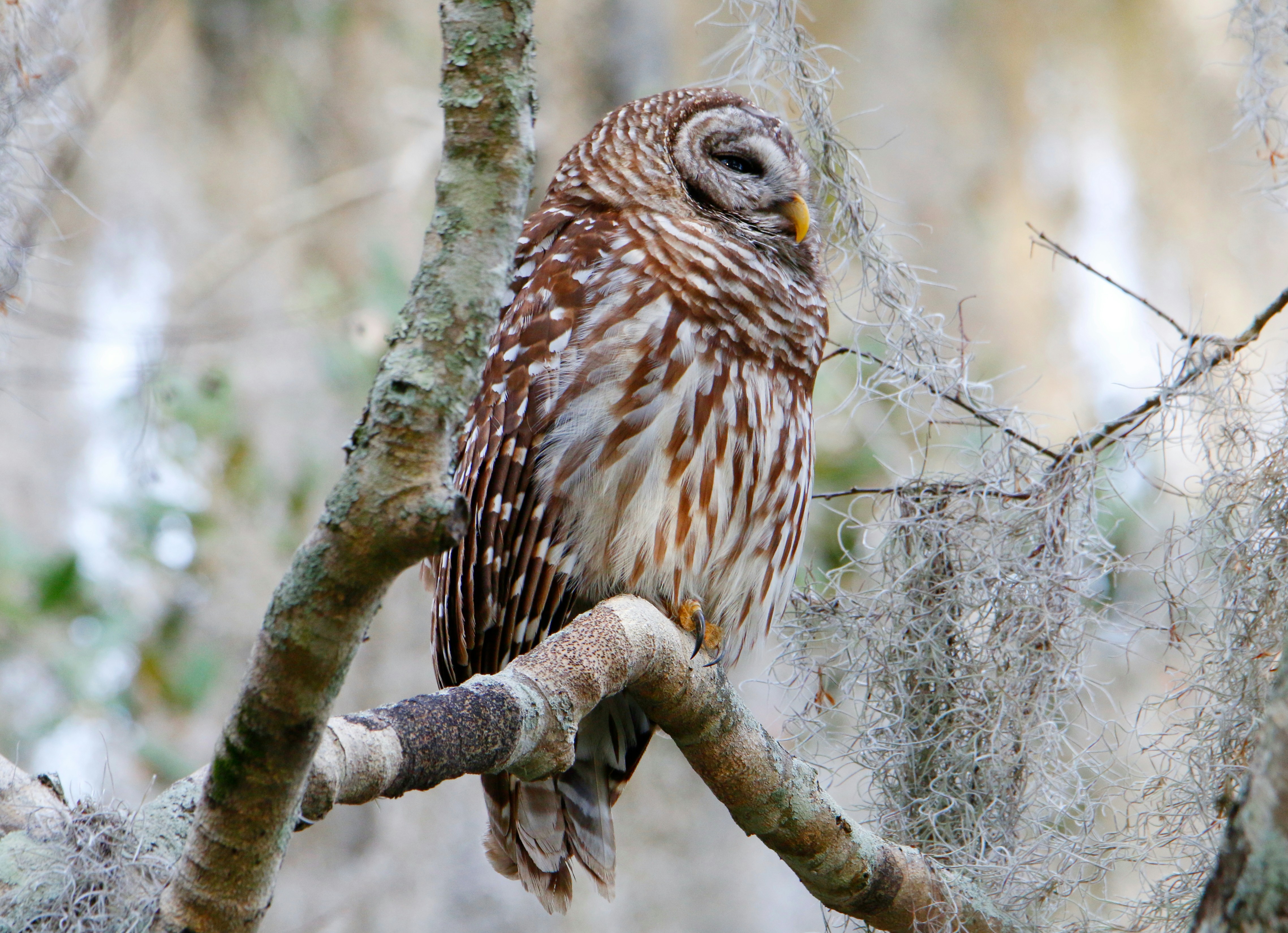 Photo by goldenplover31