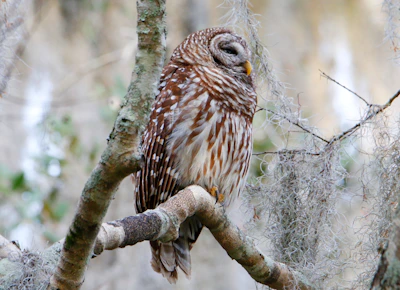 A rehabilitated barred owl perched quietly on a tree branch at dusk.
