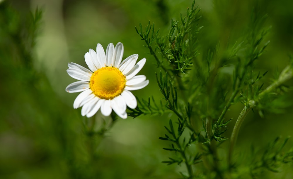 a close up of a white [UNK] with a yellow center