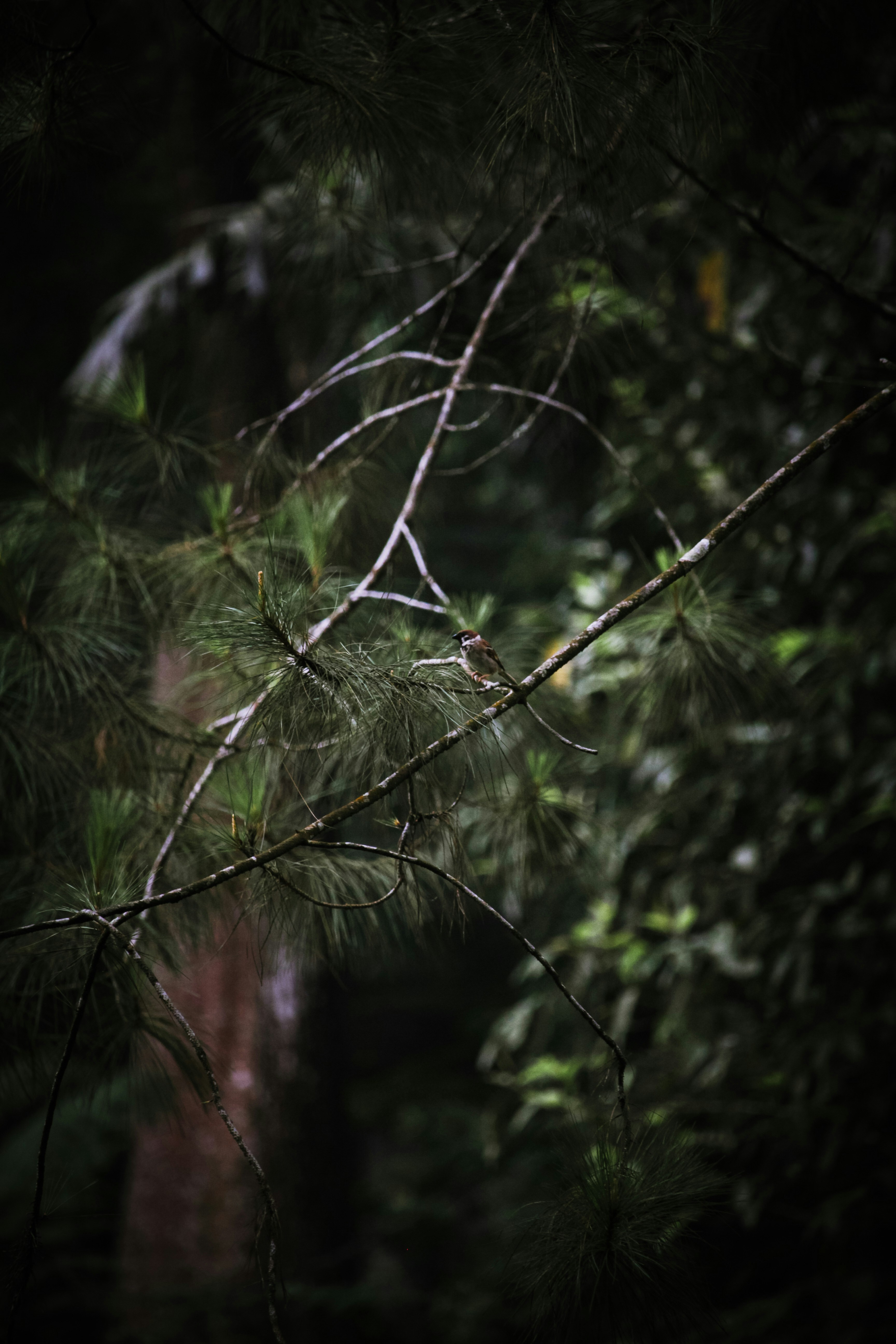 forest bird wallpaper, wallpaper, Bird Watching at Your Campsite: A Beginner's Guide 2