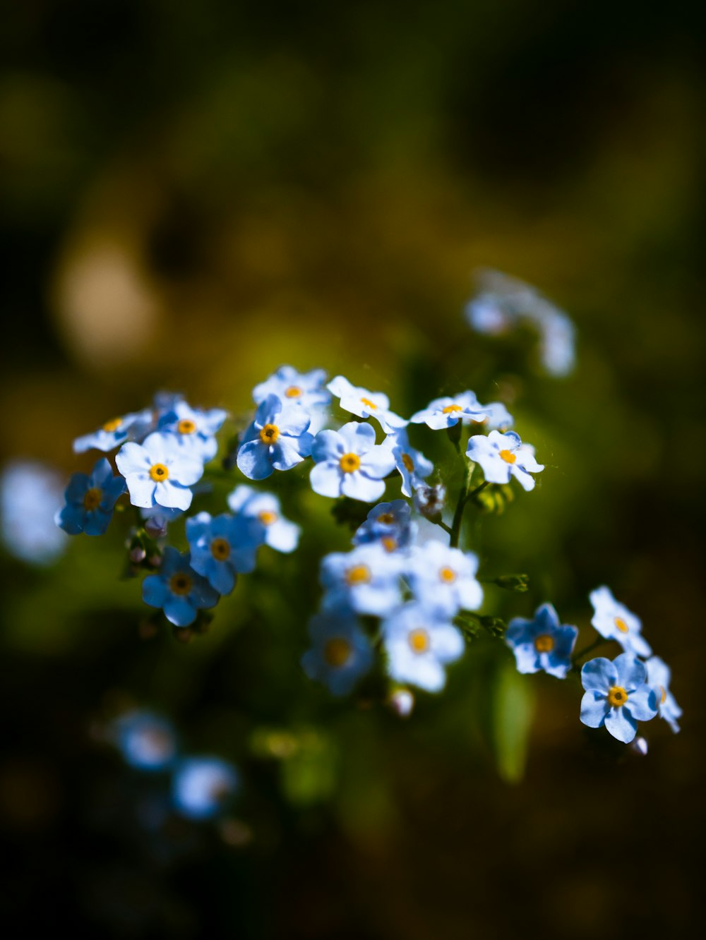 a group of small blue flowers with green leaves