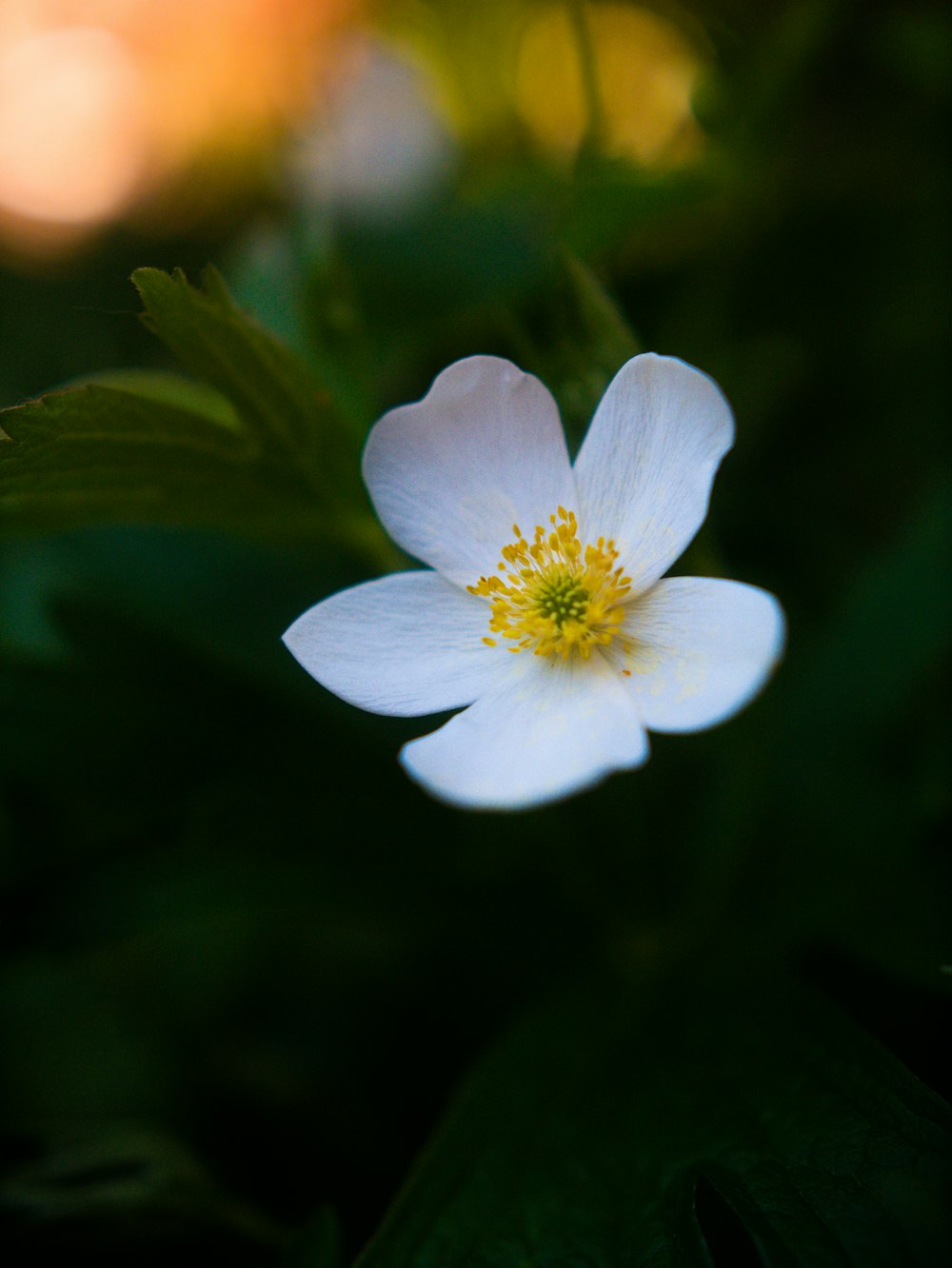 a close up of a white flower with green leaves