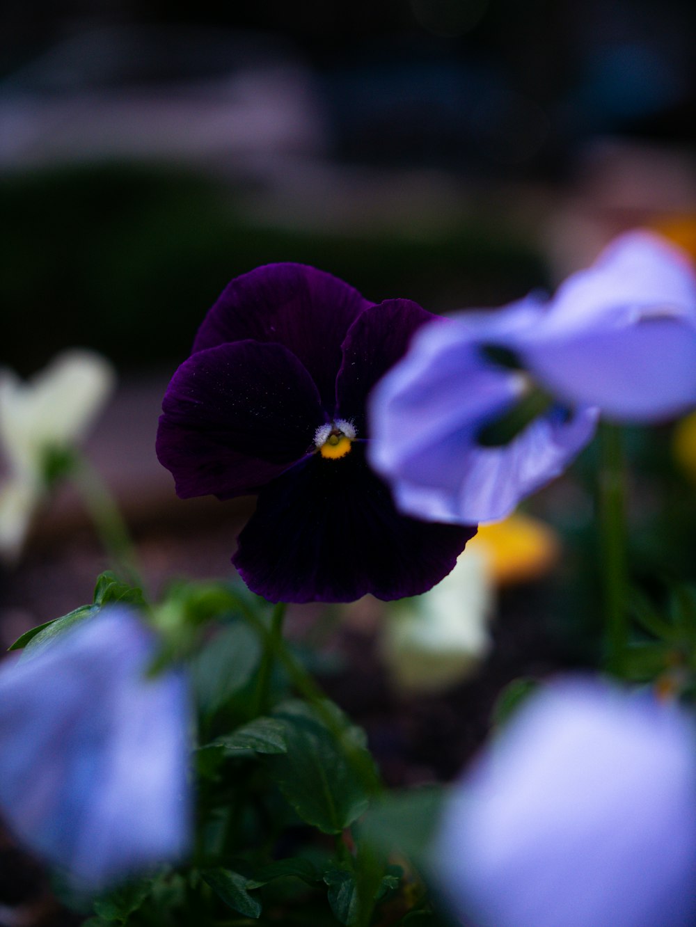 a close up of a purple flower with other flowers in the background