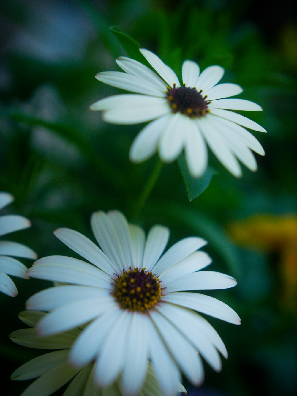 a close up of three white [UNK] with green leaves