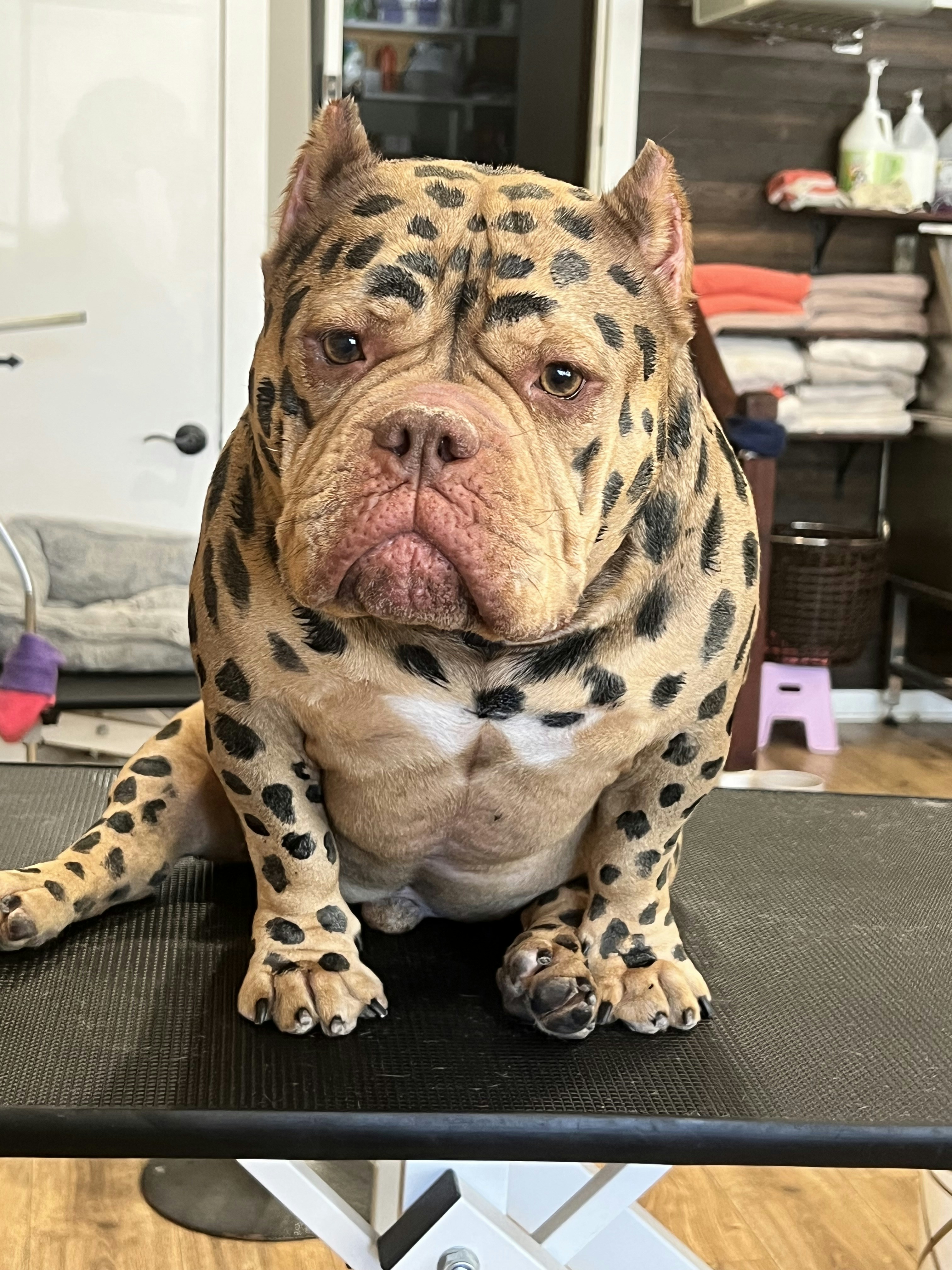 Bulldog with clean coat and bright eyes, sitting happily after grooming session