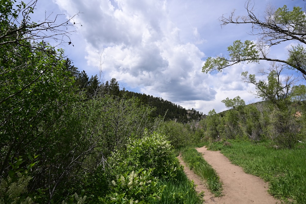 a dirt path in the middle of a forest