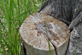 A close-up of an old tree stump with visible growth rings and weathered cracks, surrounded by green grass blades.
