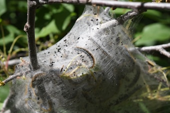 A cluster of caterpillars is nestled within a dense, silken web woven on tree branches. The web appears translucent, revealing multiple caterpillars and small black particles scattered throughout. The surrounding leaves are green, suggesting a natural outdoor environment.