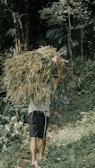 A person is carrying a large bundle of harvested grass on their back amidst a lush, green forest setting. The foliage is dense with a variety of plants and trees surrounding the area.