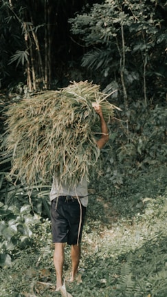 A person is carrying a large bundle of harvested grass on their back amidst a lush, green forest setting. The foliage is dense with a variety of plants and trees surrounding the area.