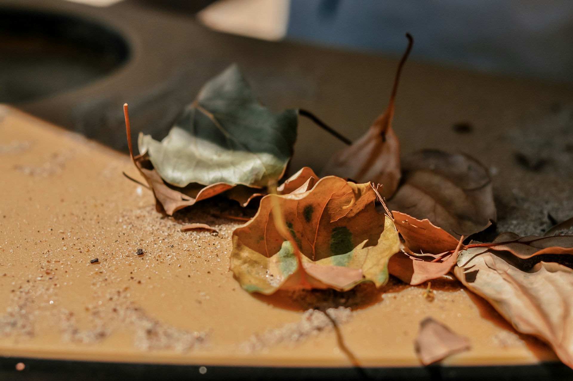 Golden autumn leaves scattered on a wooden table alongside freshly harvested herbs, captured in warm afternoon light.