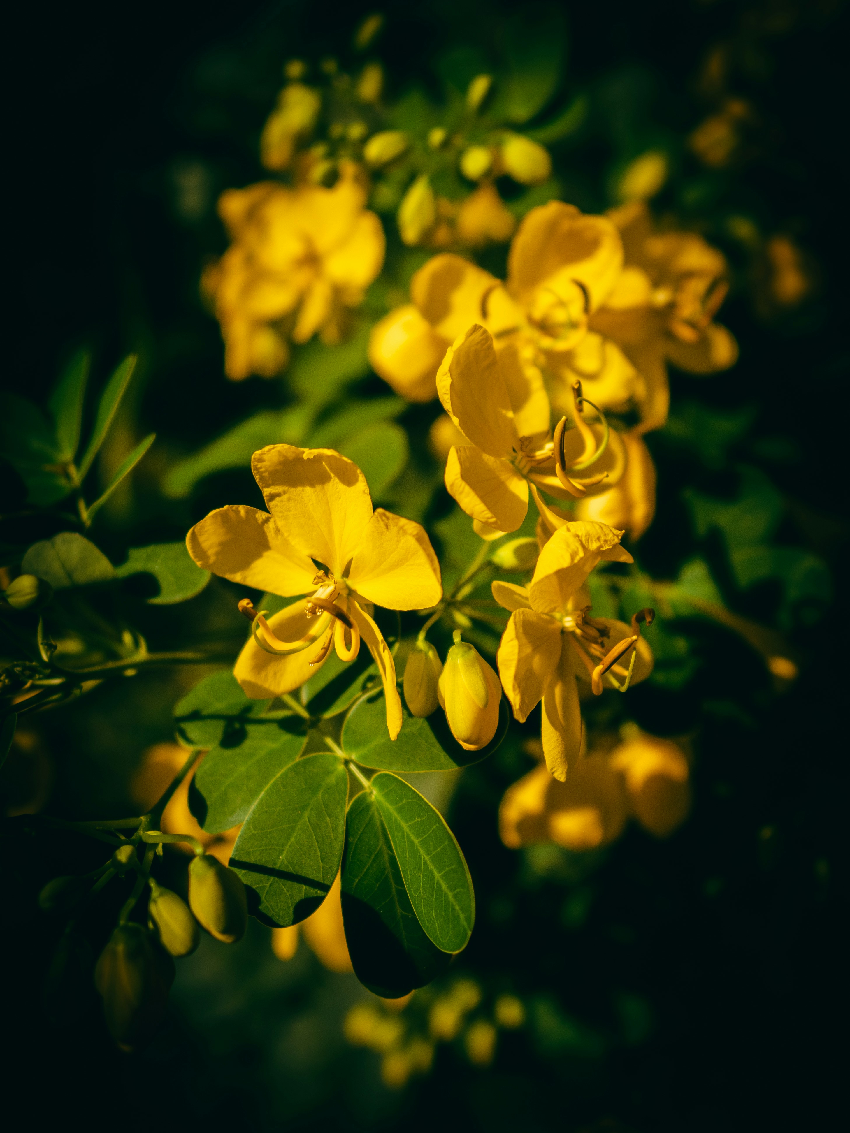 Australium Yellow Color Pictures | Download Free Images on Unsplash