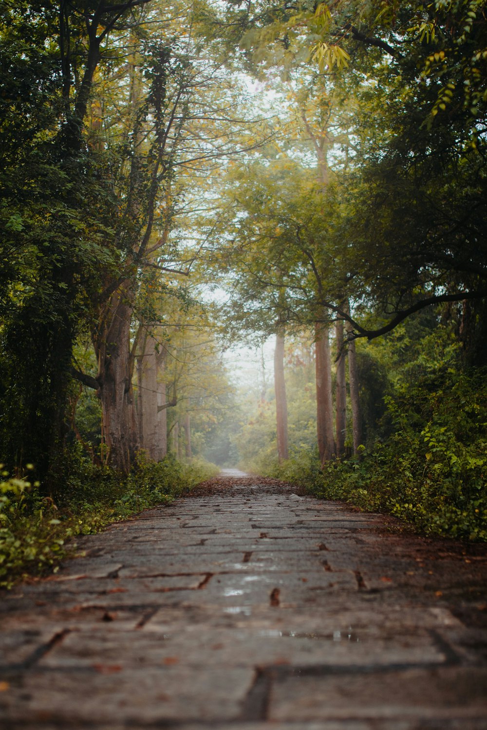 a dirt road surrounded by trees in the middle of a forest