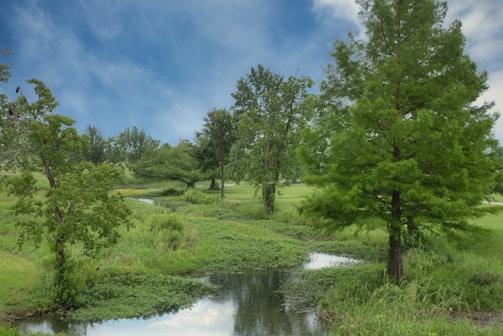 A serene landscape featuring a lush, green forest with several tall trees surrounding a gently flowing stream. The sky is clear with a few clouds, enhancing the vibrant greenery. The well-maintained grassy area creates a peaceful and natural environment.