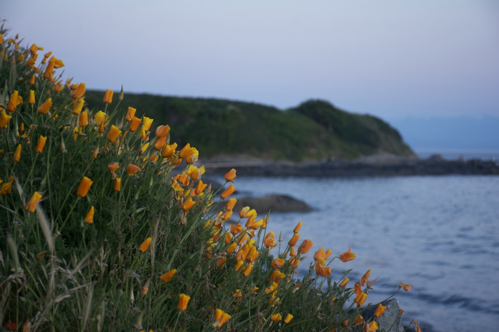 a bunch of flowers that are by the water