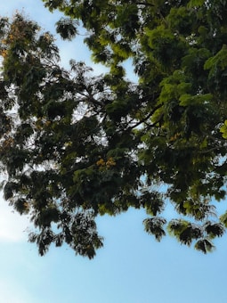 A canopy of lush green leaves is spread across the top of the image, creating a dense and vibrant overhead covering. Sunlight filters through the leaves, casting patches of light and shadow. The backdrop features a clear blue sky, providing a serene and peaceful contrast to the greenery.