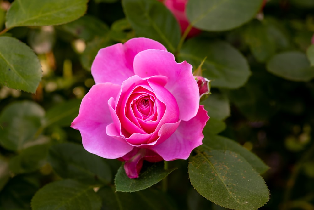 a [UNK] rose is [UNK]ing in a garden