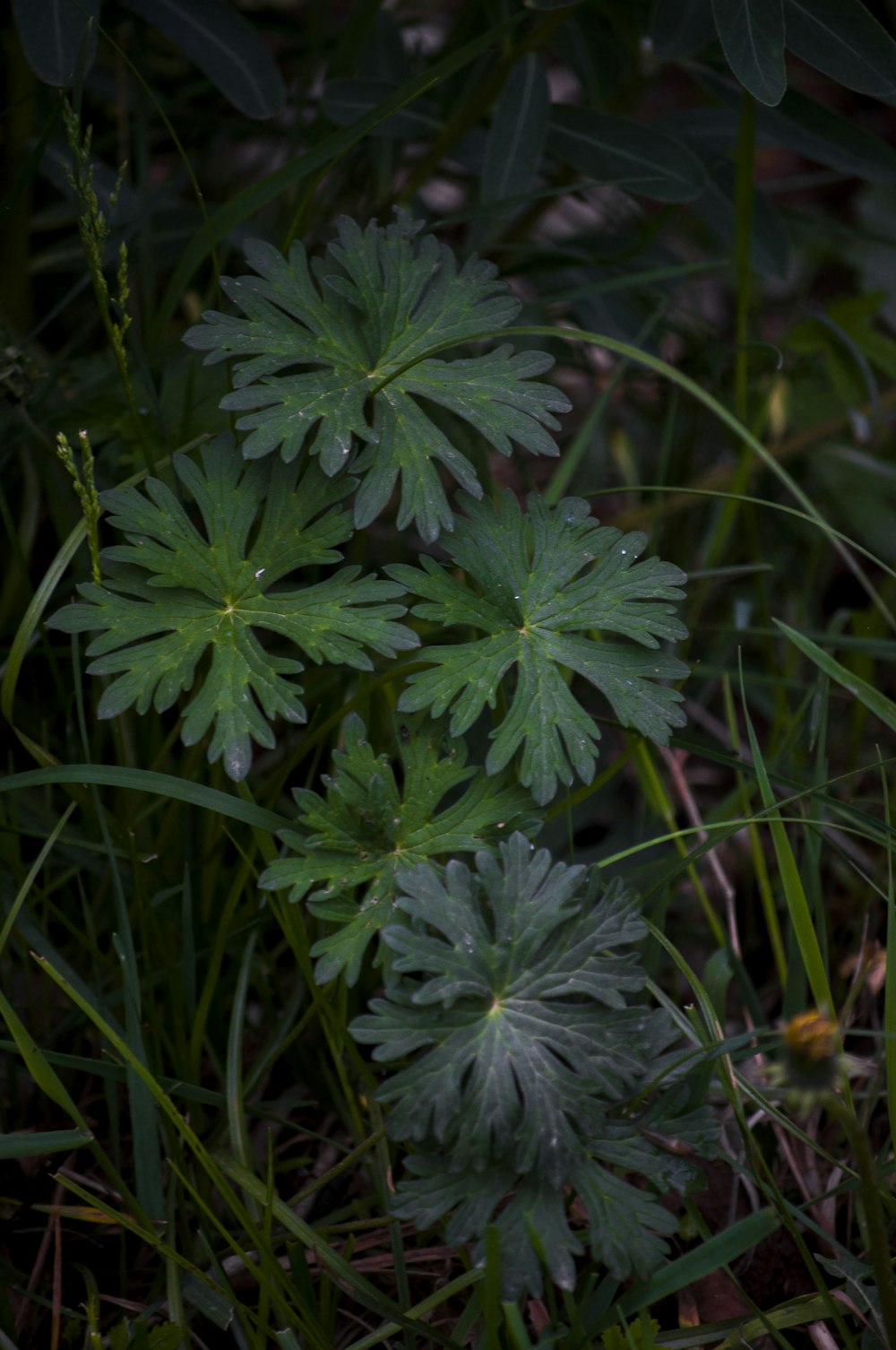 a close up of a plant in the grass