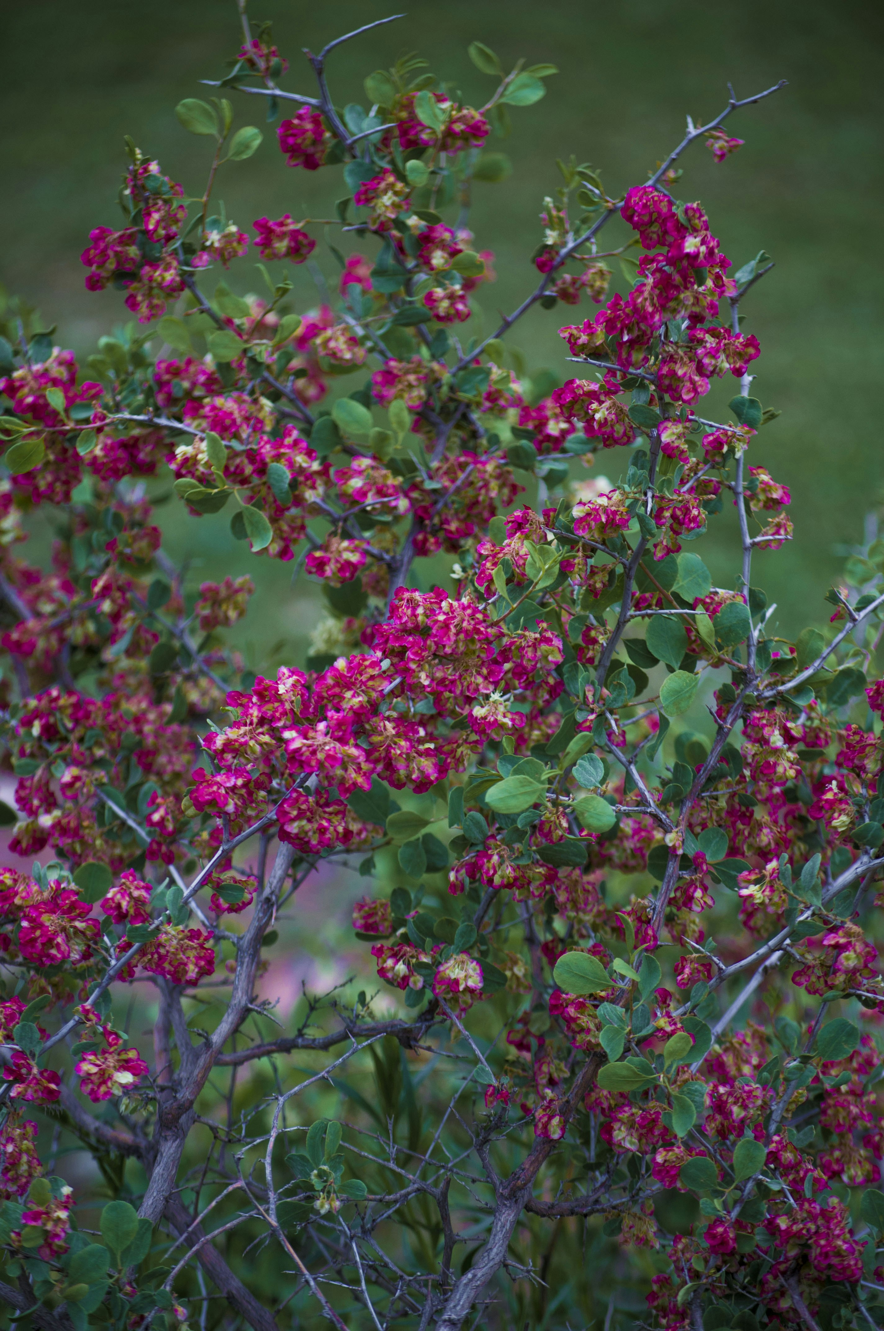 Vegetation in the mountains. Kyrgyzstan. Растительность в горах. Кыргызстан.