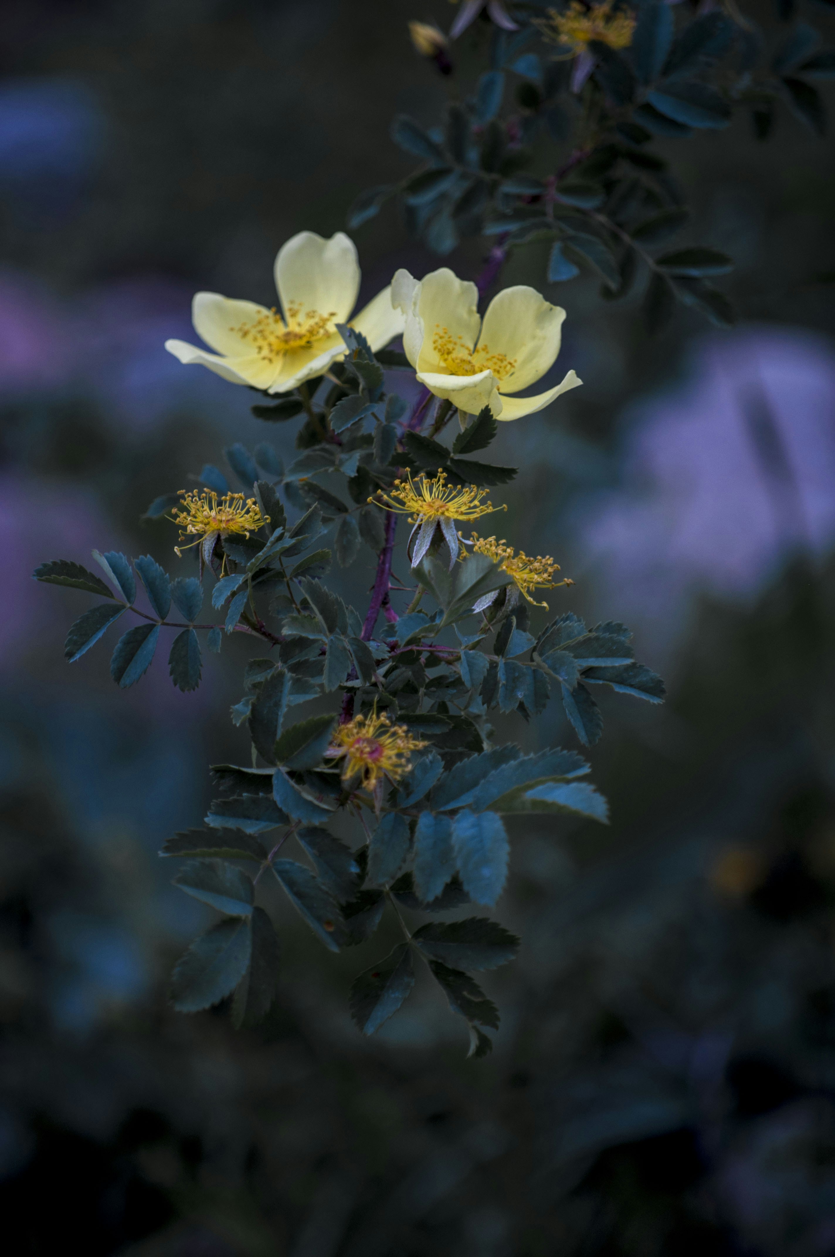 Vegetation in the mountains. Kyrgyzstan. Растительность в горах. Кыргызстан.