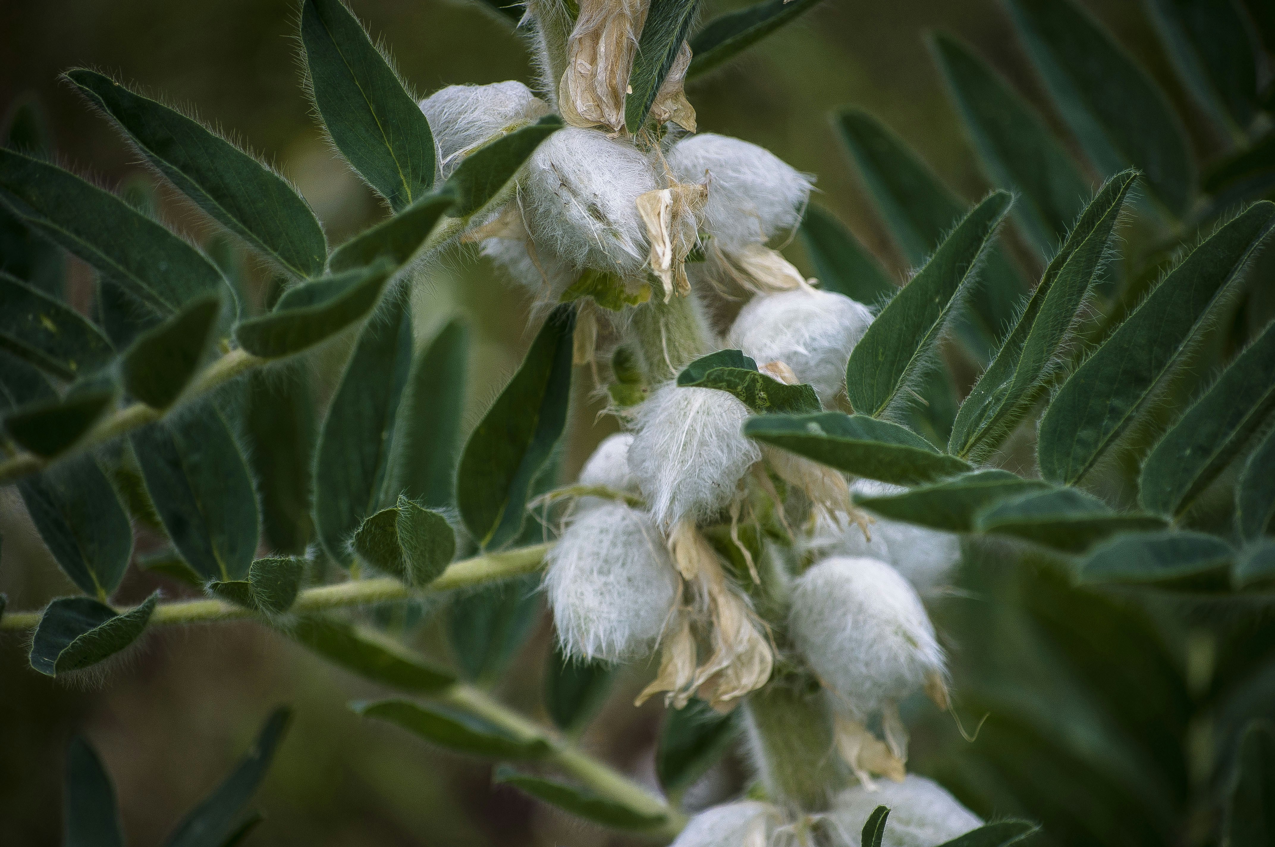 Vegetation in the mountains. Kyrgyzstan. Растительность в горах. Кыргызстан.