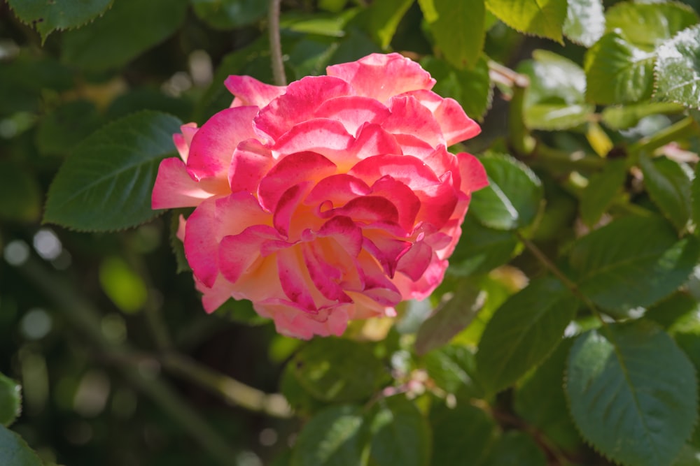 a pink flower with green leaves in the background