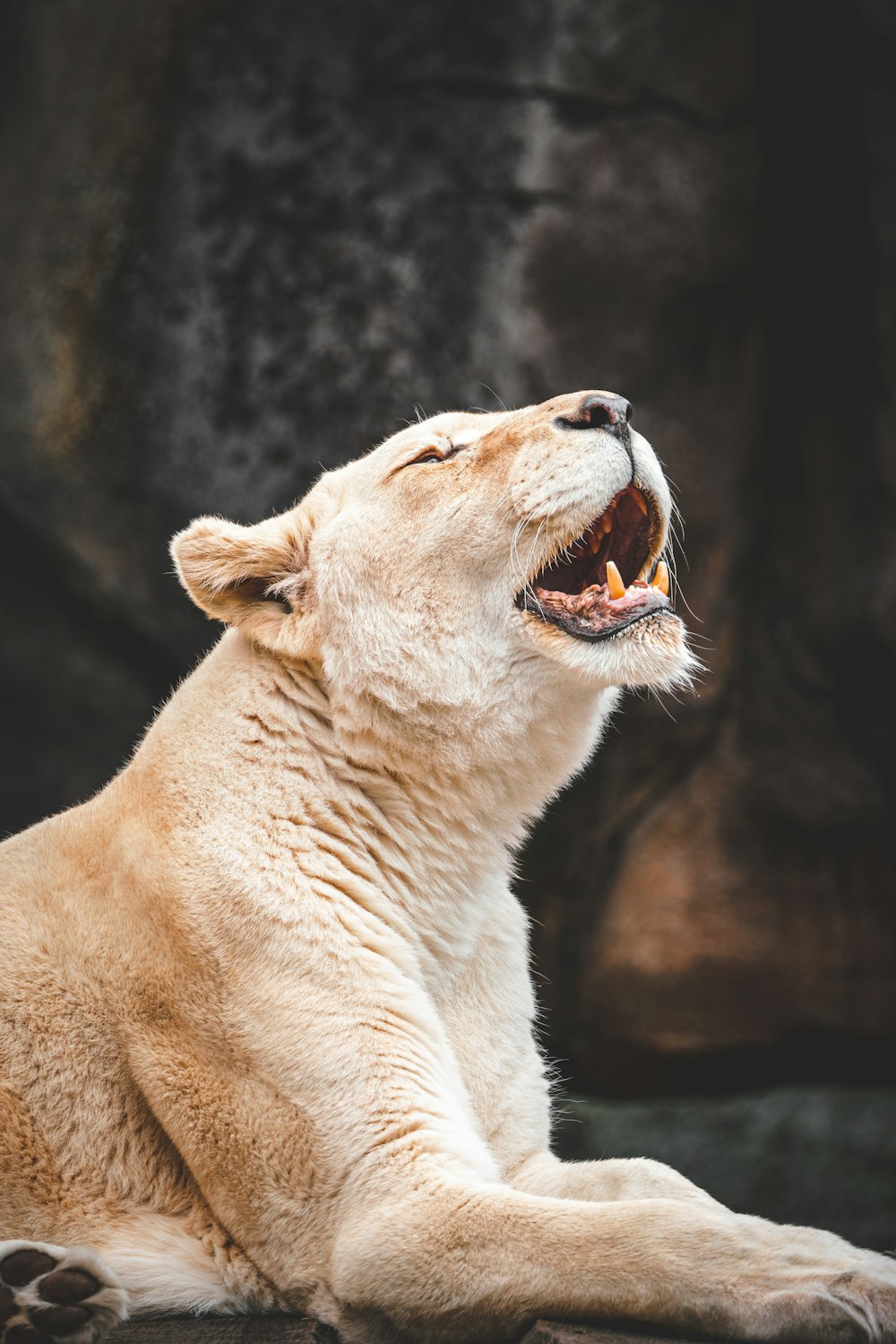 a white lion yawns while sitting on the ground