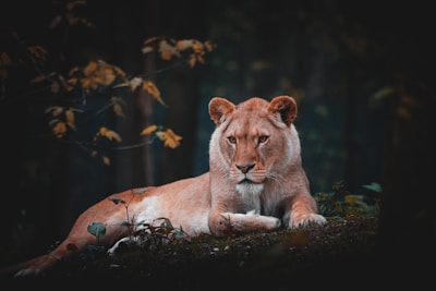 a lion laying down in the middle of a forest