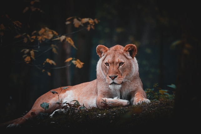 A lioness rests confidently on a lush, forested ground with subtle autumn foliage scattered around. Her fur appears sleek and well-groomed, complemented by the soft, natural lighting filtering through the trees in a serene woodland setting.