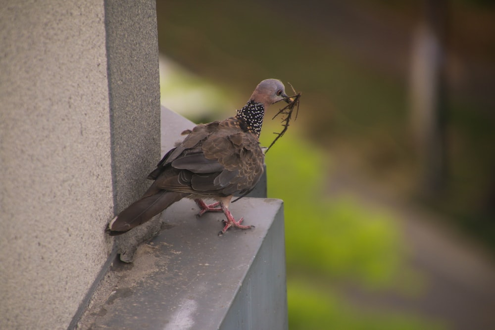 a bird with a worm in its mouth standing on a ledge