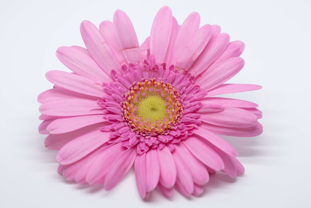 a pink flower with a yellow center on a white background