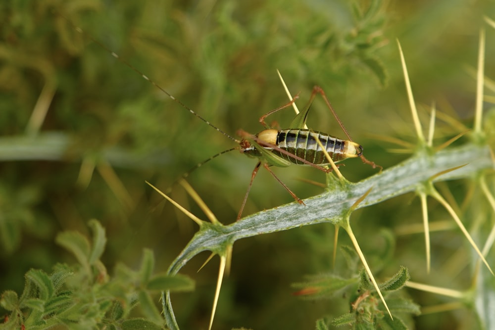 a close up of a bug on a plant