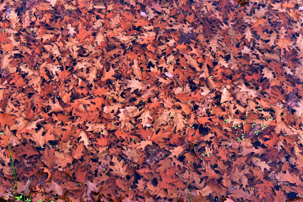 a large amount of leaves on the ground