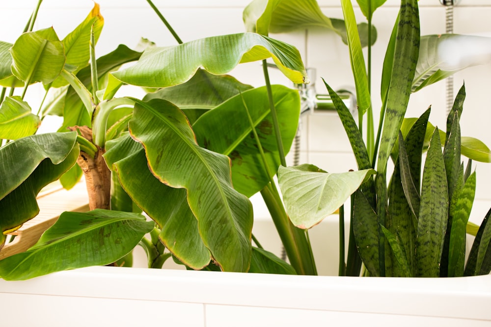 a white tub filled with lots of green plants