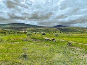 A serene farm landscape with grazing cattle in the background.