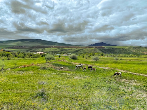 A serene farm landscape with grazing cattle in the background.