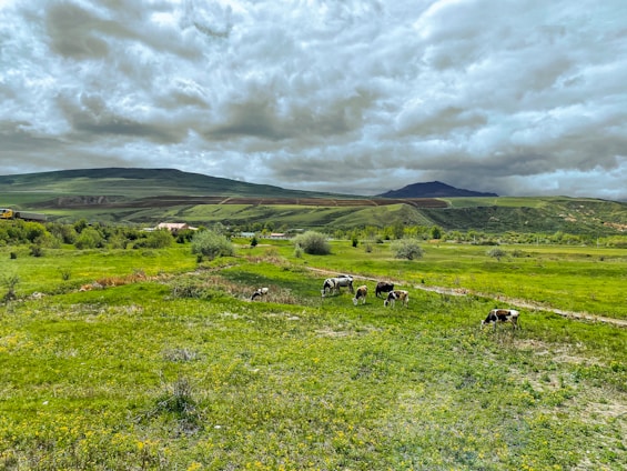 A serene rural landscape with grazing dairy cows under a clear blue sky.