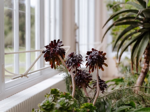 Several dark red succulent plants with thick, fleshy leaves are growing in a sunlit indoor setting. They are arranged near large windows, allowing natural light to illuminate the leaves. The background includes additional greenery, suggesting a conservatory or greenhouse environment.