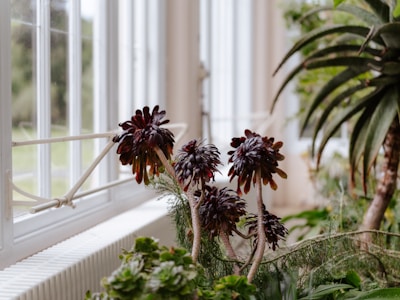 Several dark red succulent plants with thick, fleshy leaves are growing in a sunlit indoor setting. They are arranged near large windows, allowing natural light to illuminate the leaves. The background includes additional greenery, suggesting a conservatory or greenhouse environment.