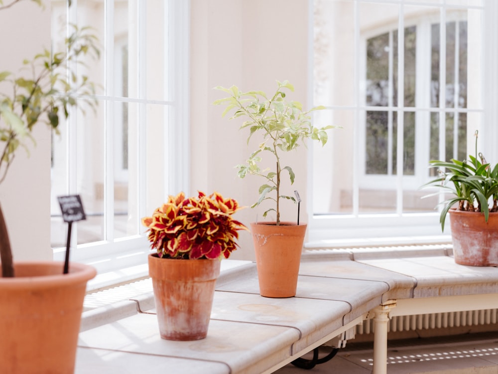 three potted plants on a table in front of a window