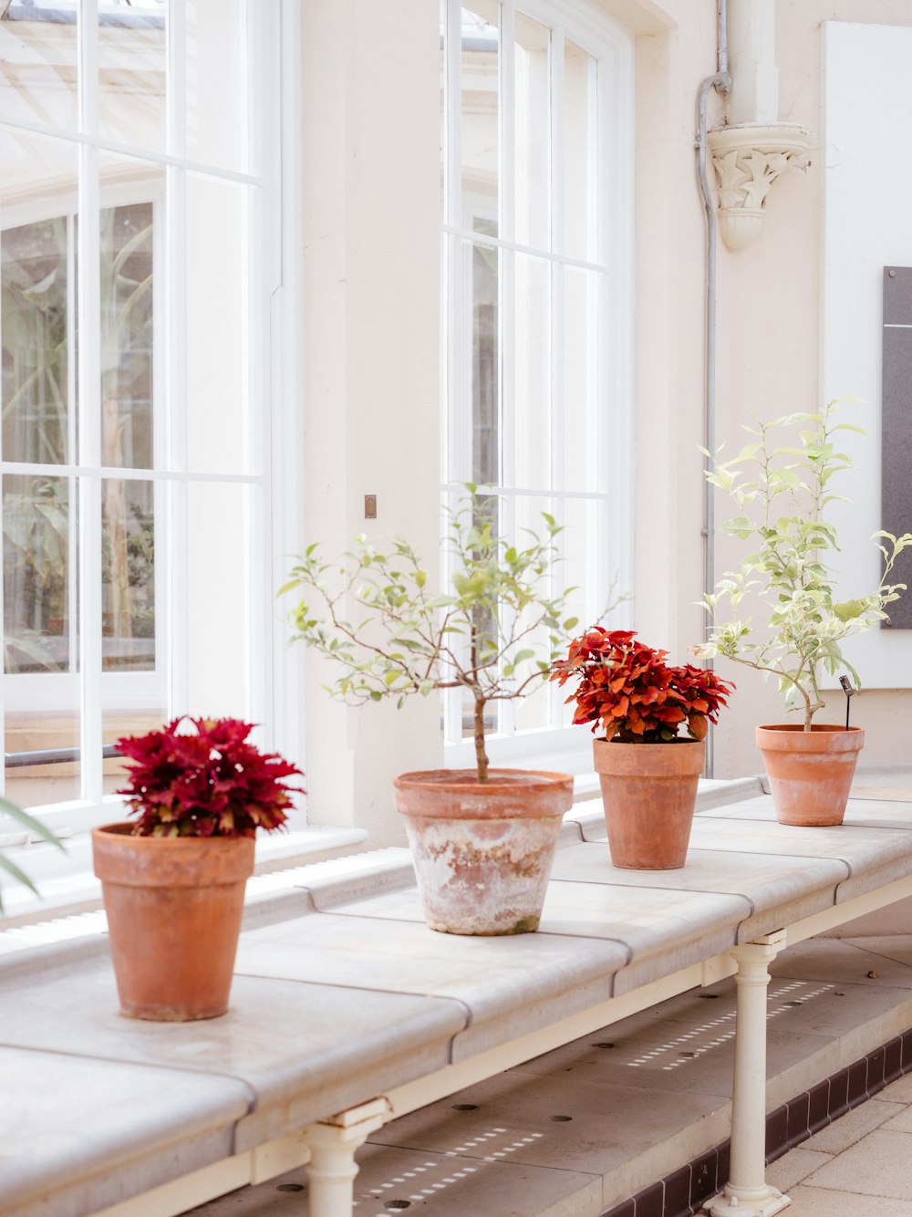 a row of potted plants sitting on top of a table