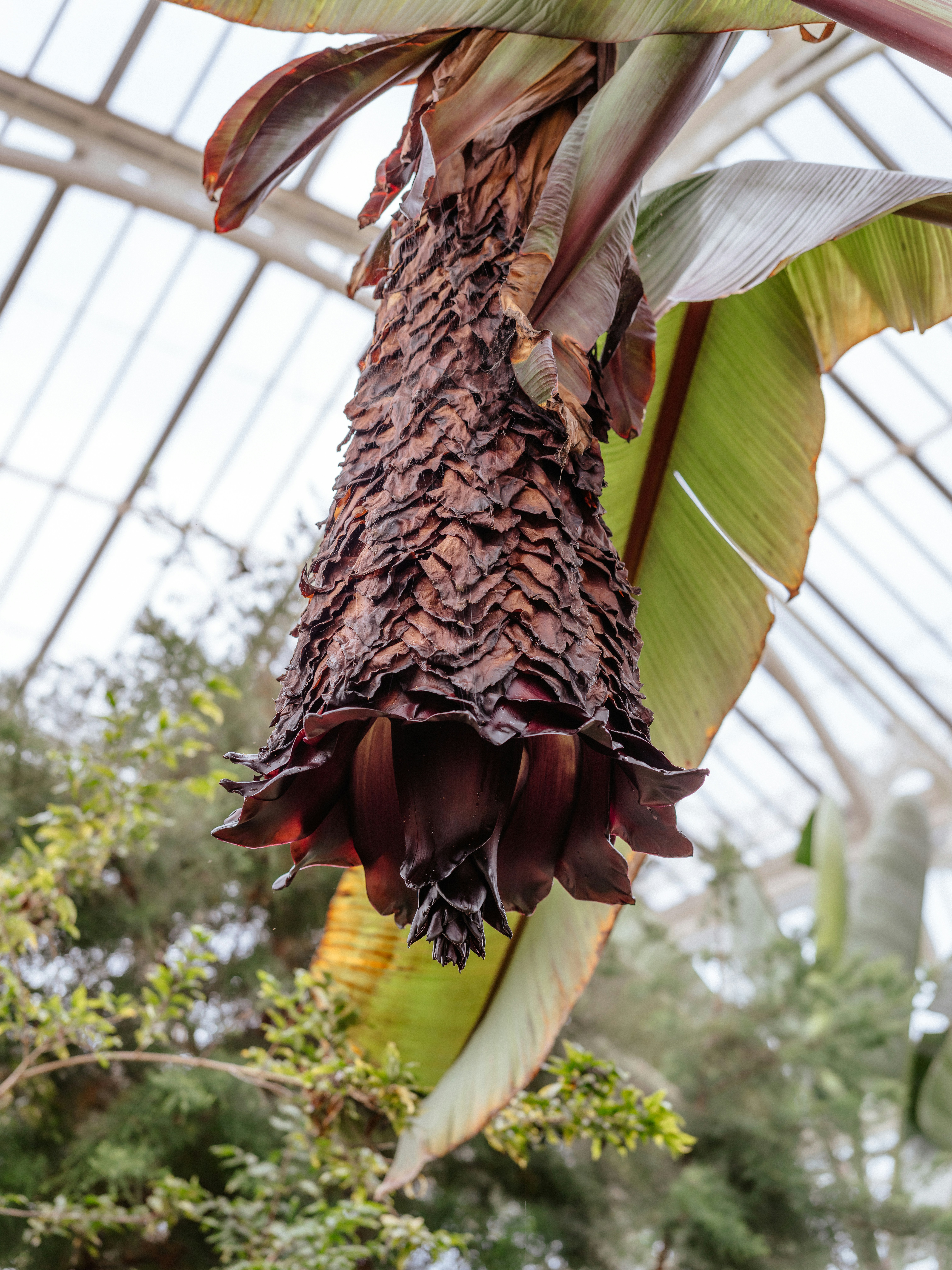 False Banana, Real Impact: The East African Superfood