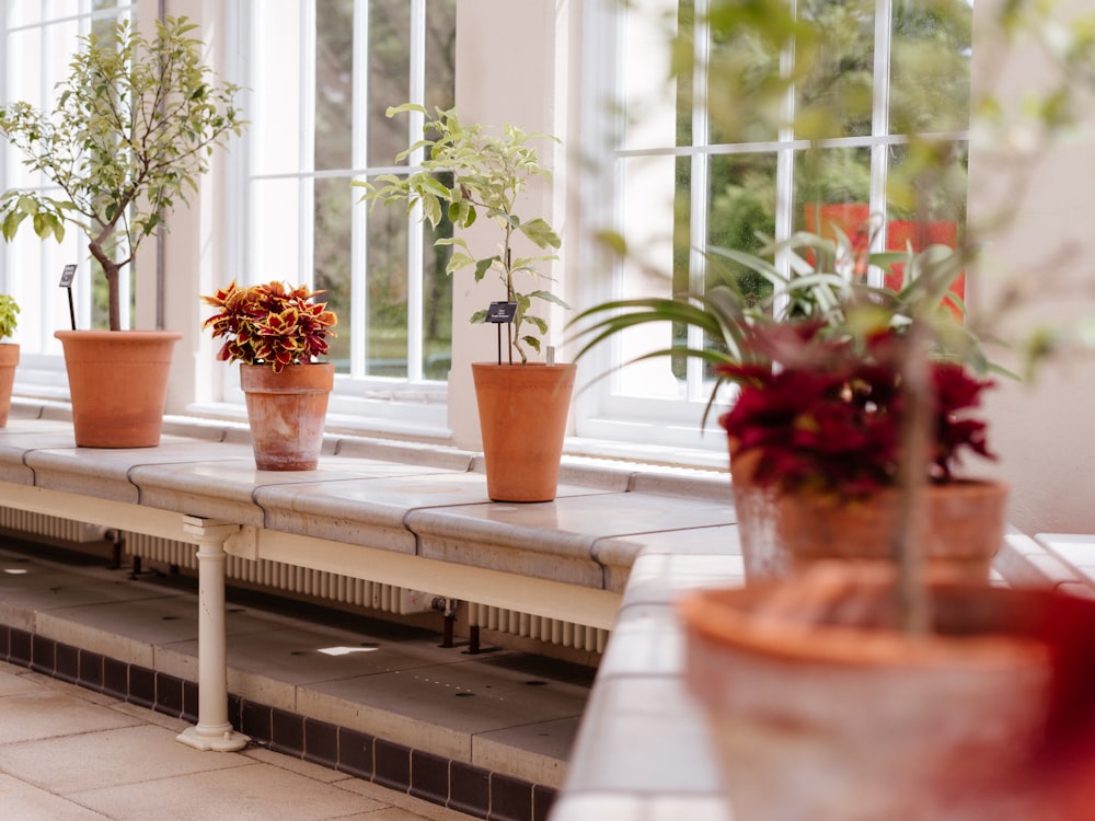 a row of potted plants sitting on top of a window sill