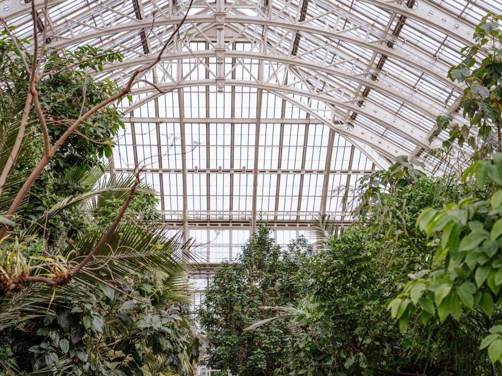 the inside of a greenhouse with lots of trees